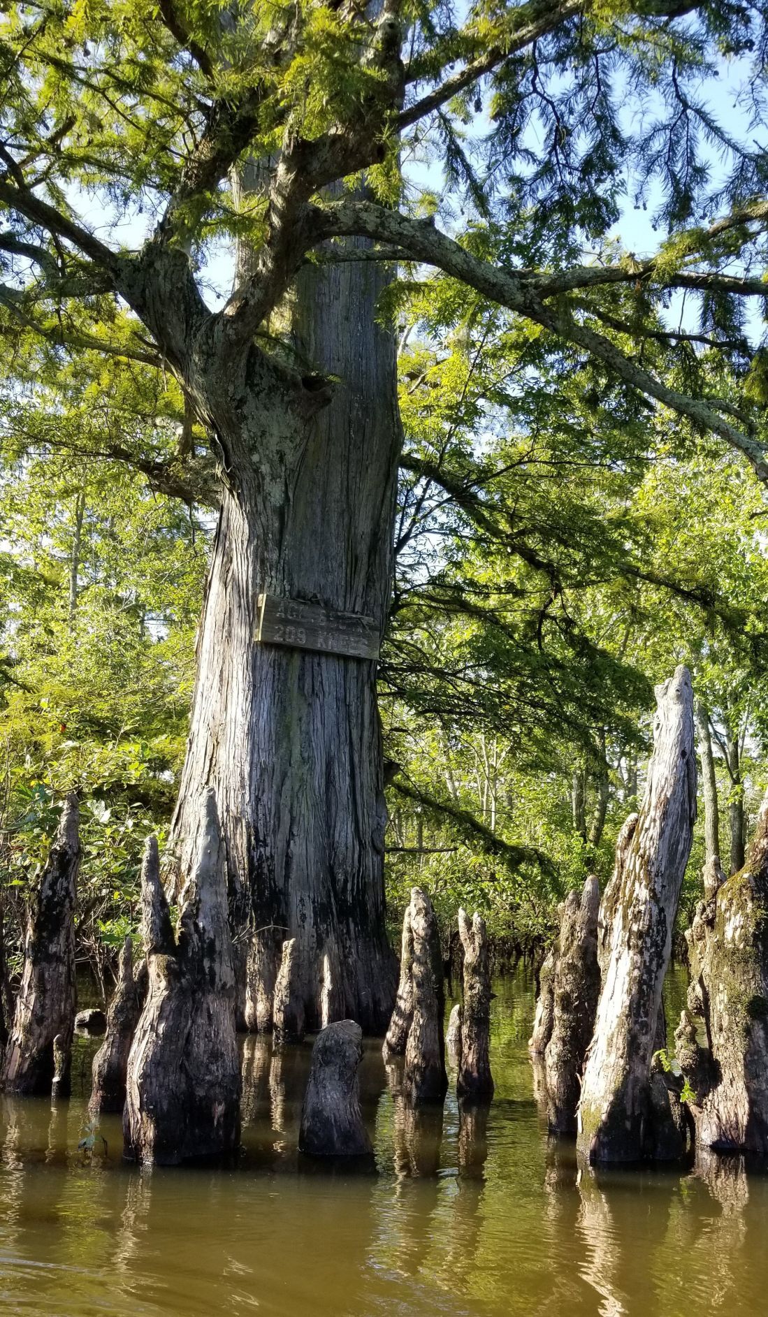 Canoe Trip on the Cache